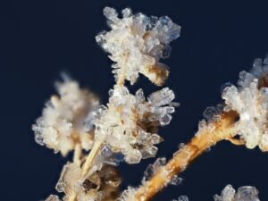 dry ice hash vs bubble hash